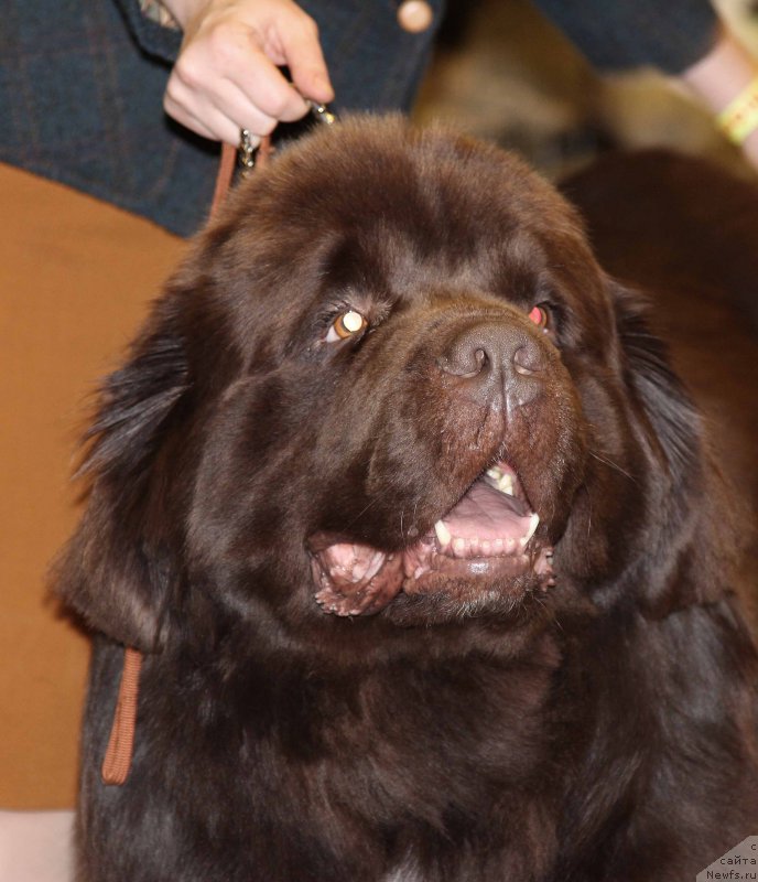 Фото: ньюфаундленд Акватория Келвин Райз Афтэ Ми (Aquatoriya Kelvin Rise After Me)