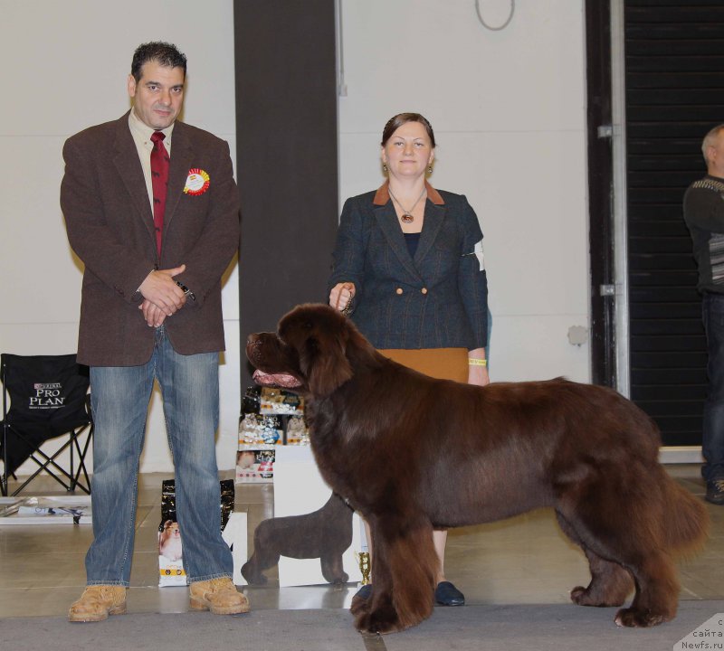 Фото: ньюфаундленд Акватория Келвин Райз Афтэ Ми (Aquatoriya Kelvin Rise After Me)