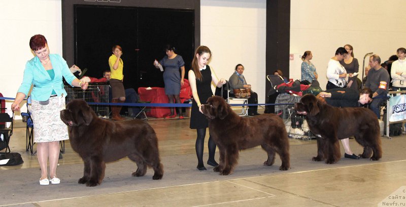 Фото: ньюфаундленд Есаул с Берега Дона (Esaul s Berega Dona), ньюфаундленд Чарли Де Бест Хелфи Пэл (Charli The Best Helfi Pel), ньюфаундленд Акватория Келвин Райз Афтэ Ми (Aquatoriya Kelvin Rise After Me)
