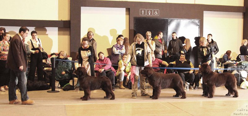 Фото: ньюфаундленд Альфа Дар Окса Везунья, ньюфаундленд Фанньюф Арктика (Funnewf Arktika), ньюфаундленд Фанньюф Атлантика (Funnewf Atlantika)