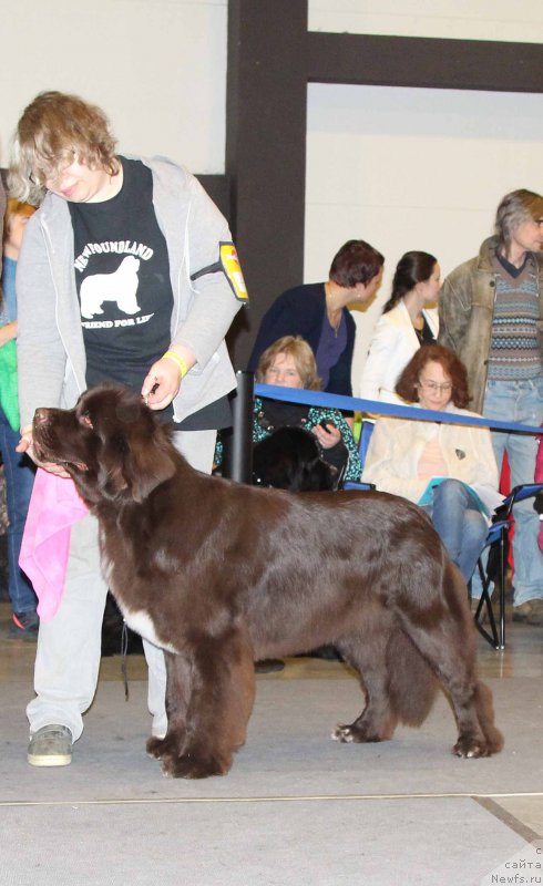 Фото: ньюфаундленд Фанньюф Арктика (Funnewf Arktika)