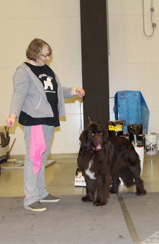 Фото: ньюфаундленд Фанньюф Арктика (Funnewf Arktika)