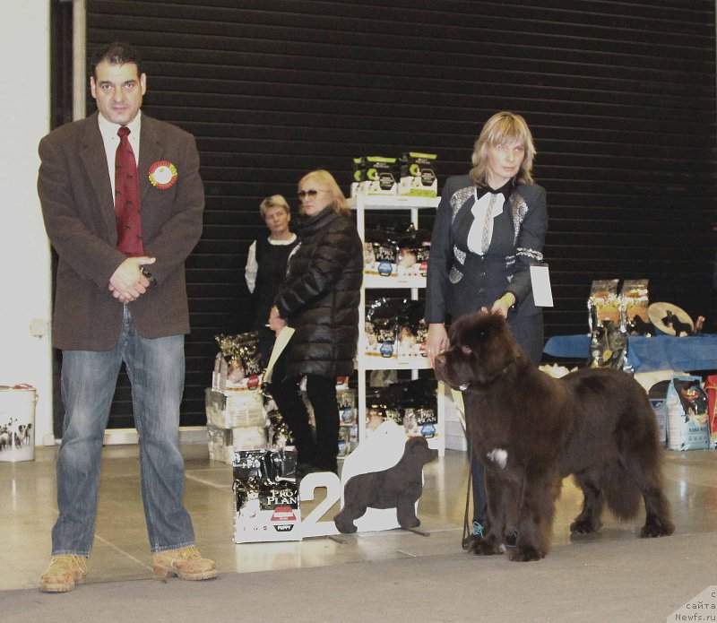 Фото: ньюфаундленд Фанньюф Атлантика (Funnewf Atlantika)