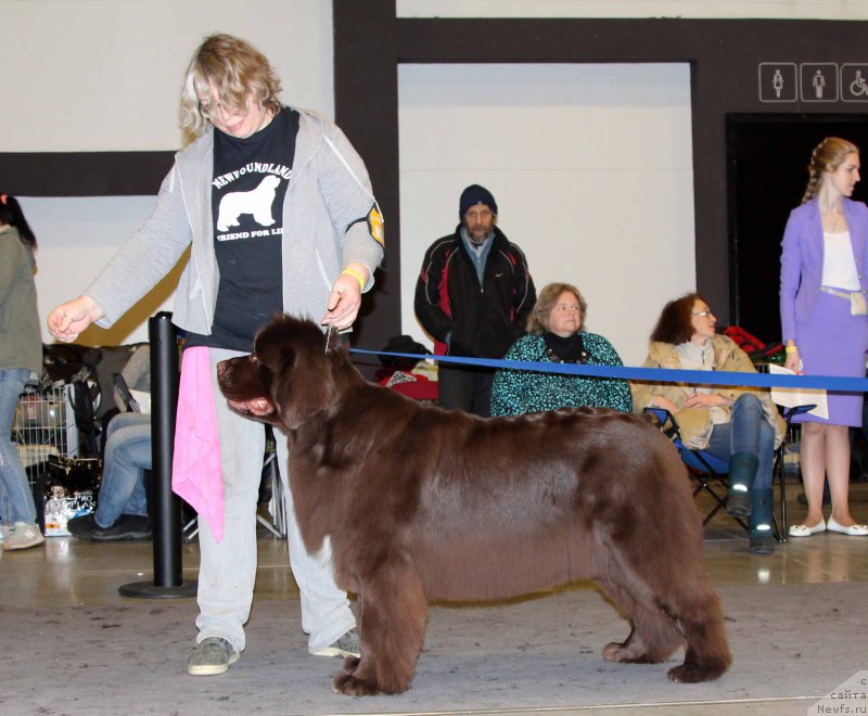 Фото: ньюфаундленд Акватория Келвин Хизер Хани (Aquatoriya Kelvin Heather Honey)