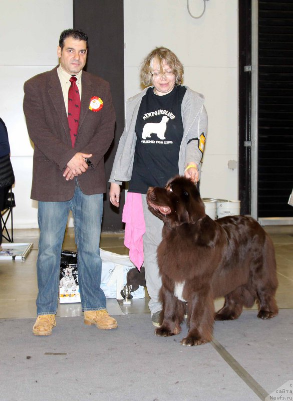 Фото: ньюфаундленд Акватория Келвин Хизер Хани (Aquatoriya Kelvin Heather Honey)