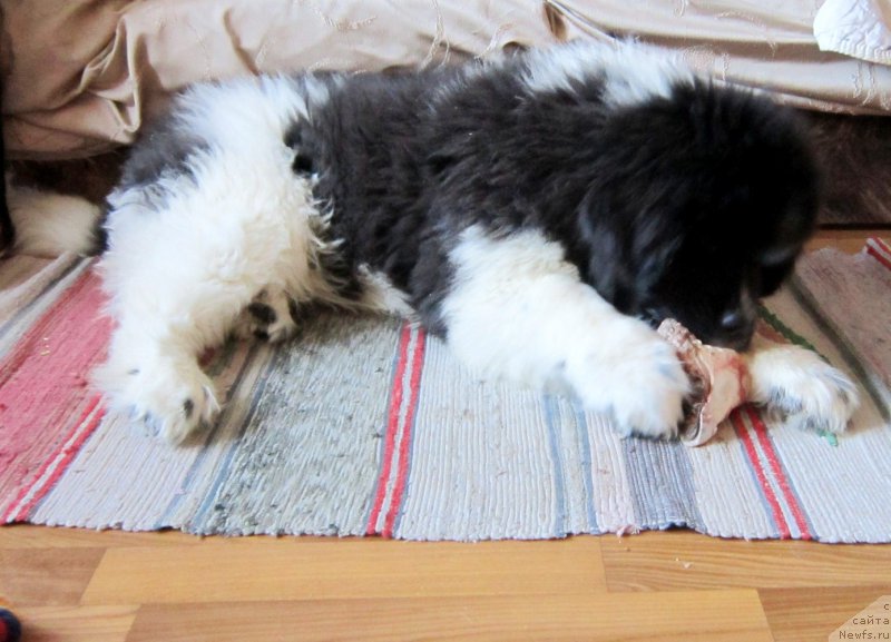 Фото: ньюфаундленд Водограй от Карельских Медведей