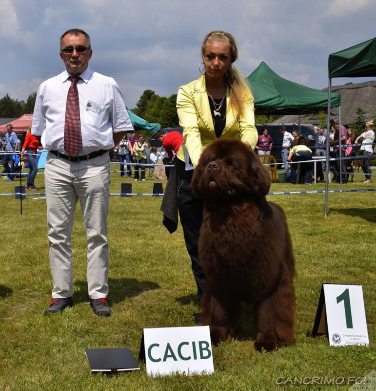 Фото: ньюфаундленд Power Cancrimo Zaloga Nelsona