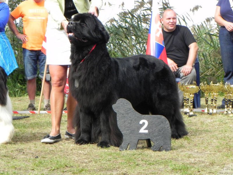 Фото: ньюфаундленд Coco Chanel Kazko Slupski
