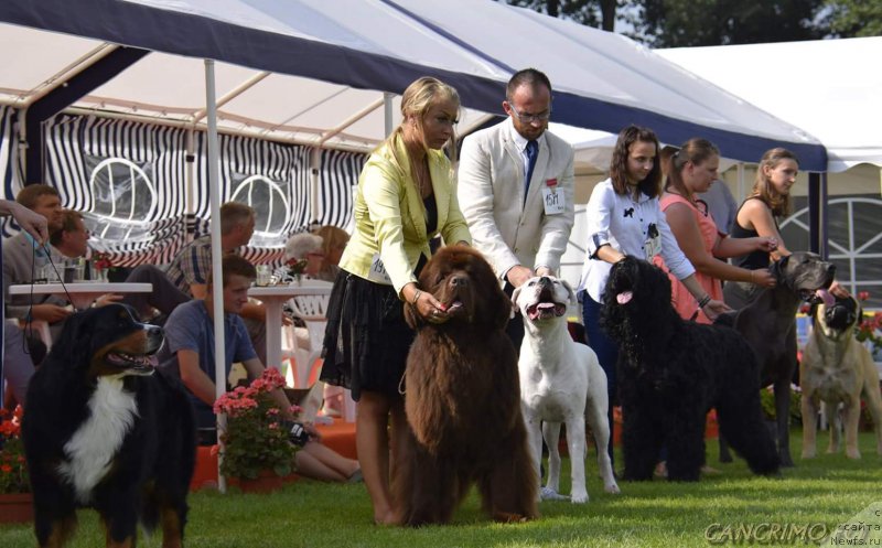 Фото: ньюфаундленд Power Cancrimo Zaloga Nelsona