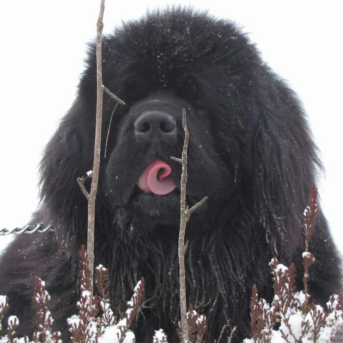 Фотография № 219342