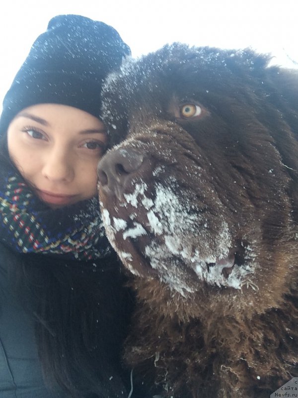 Фото: ньюфаундленд Браунблад МСК Велес Алистер (Brownblood MSK Veles Alister)