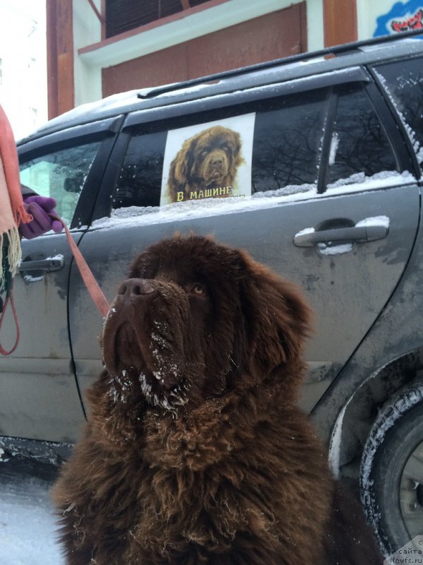 Фото: ньюфаундленд Браунблад МСК Велес Алистер (Brownblood MSK Veles Alister)