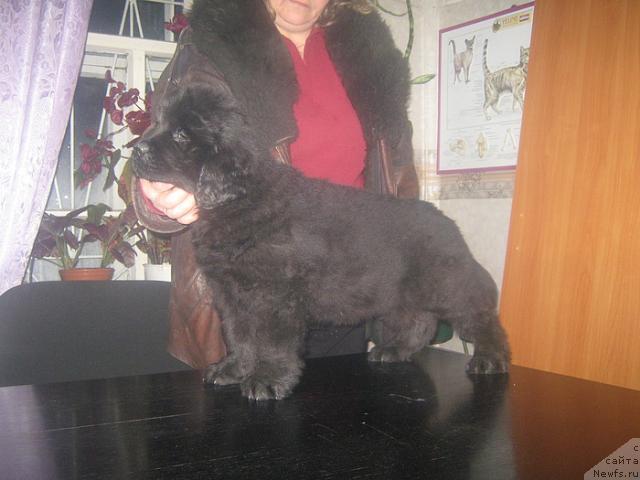 Фото: ньюфаундленд Кудесник Звездный