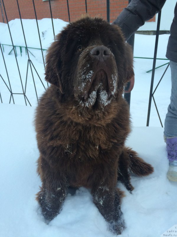 Фото: ньюфаундленд Браунблад МСК Хаким Голд Хайдар (Brownblood MSK Hakim Gold Haydar)
