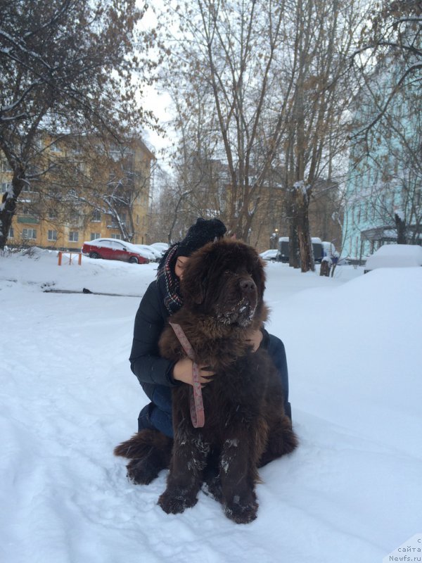 Фото: ньюфаундленд Браунблад МСК Хаким Голд Хайдар (Brownblood MSK Hakim Gold Haydar)