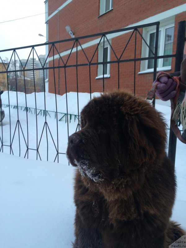 Фото: ньюфаундленд Браунблад МСК Велес Алистер (Brownblood MSK Veles Alister)