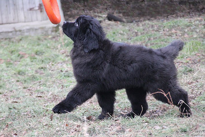 Фотография № 219357