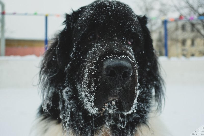 Фото: ньюфаундленд Сент Джонс Инспирэйшн