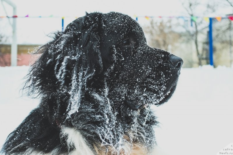 Фото: ньюфаундленд Сент Джонс Инспирэйшн
