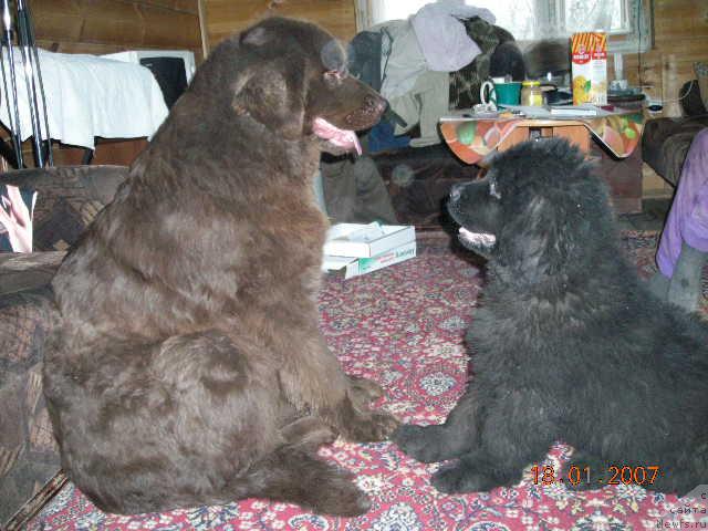 Фото: ньюфаундленд Старди, ньюфаундленд Сент Джонс Круиз (Sent Djons Kruiz)