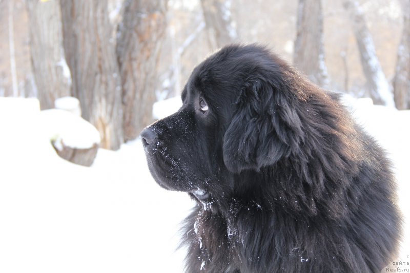 Фото: ньюфаундленд Супер Премиум Стим