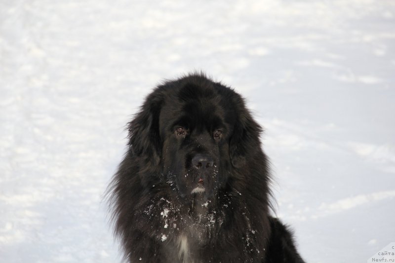 Фото: ньюфаундленд Супер Премиум Стим