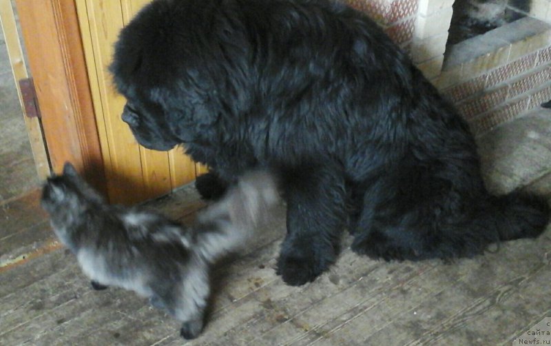 Фотография № 219409