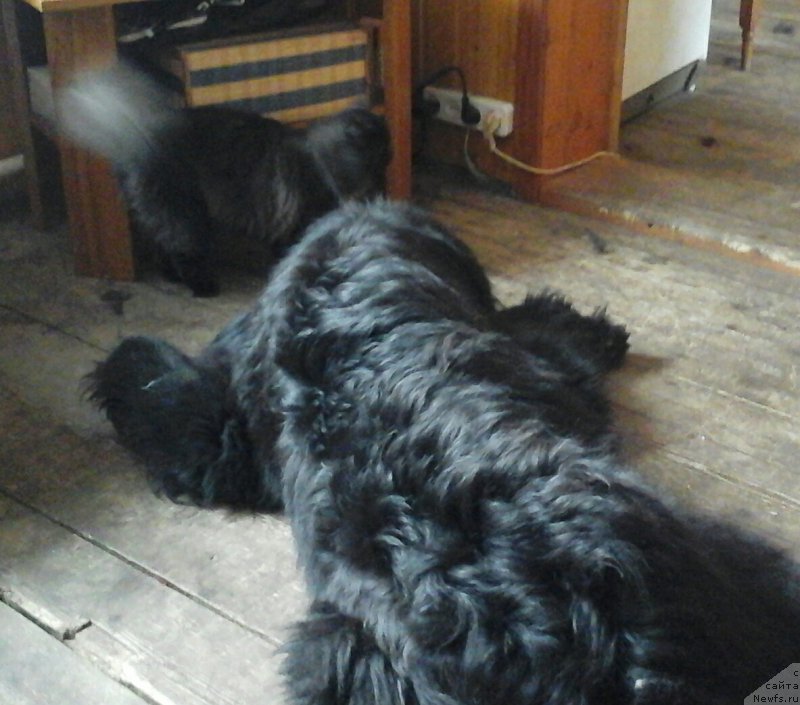 Фотография № 219410