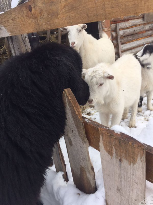 Фото: ньюфаундленд Рафаэль Рокот Прибоя