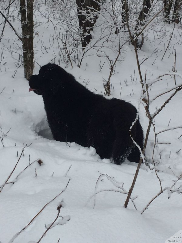 Фото: ньюфаундленд Рафаэль Рокот Прибоя