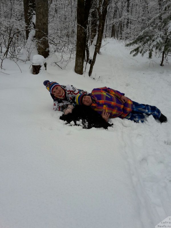 Фото: ньюфаундленд Рафаэль Рокот Прибоя