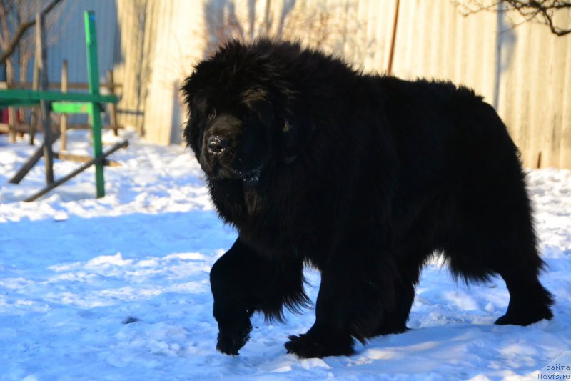 Фото: ньюфаундленд Талисман Моря Ла-Валетта