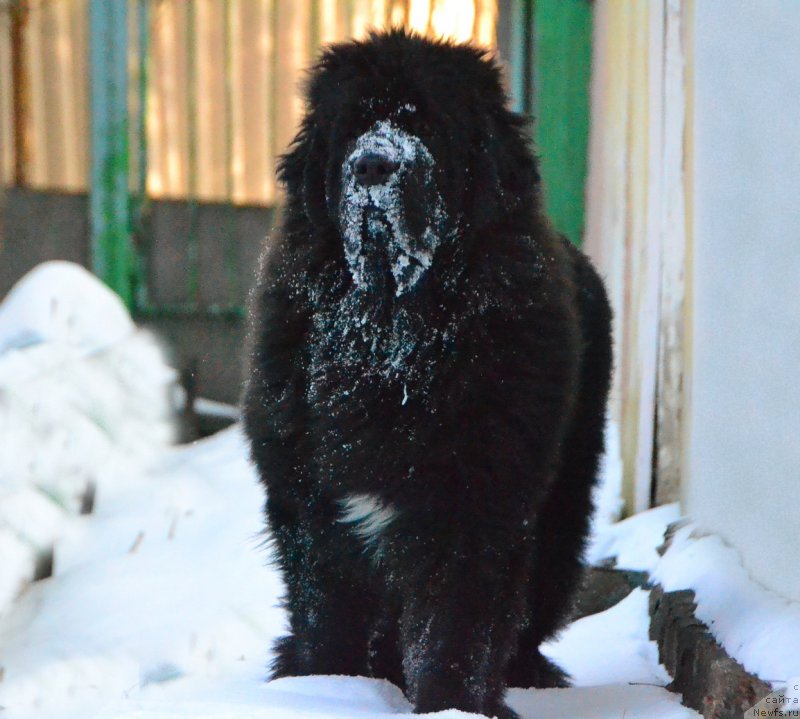 Фото: ньюфаундленд Талисман Моря Ла-Валетта