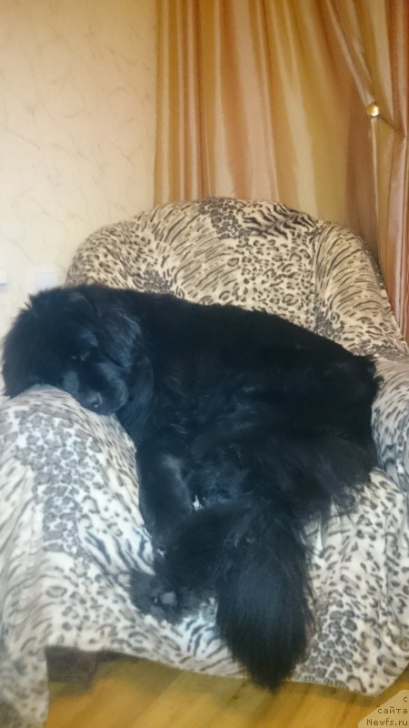 Фото: ньюфаундленд Талисман Моря Мишель