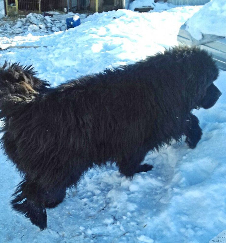 Фото: ньюфаундленд Акватория Келвин Черчилль