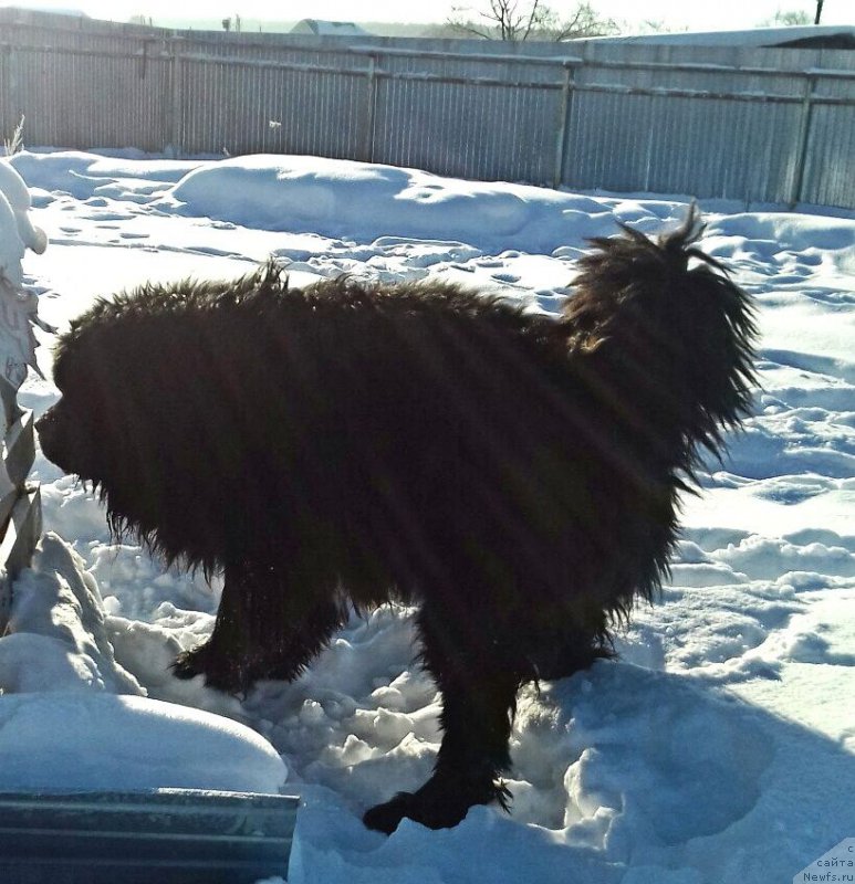 Фото: ньюфаундленд Акватория Келвин Черчилль