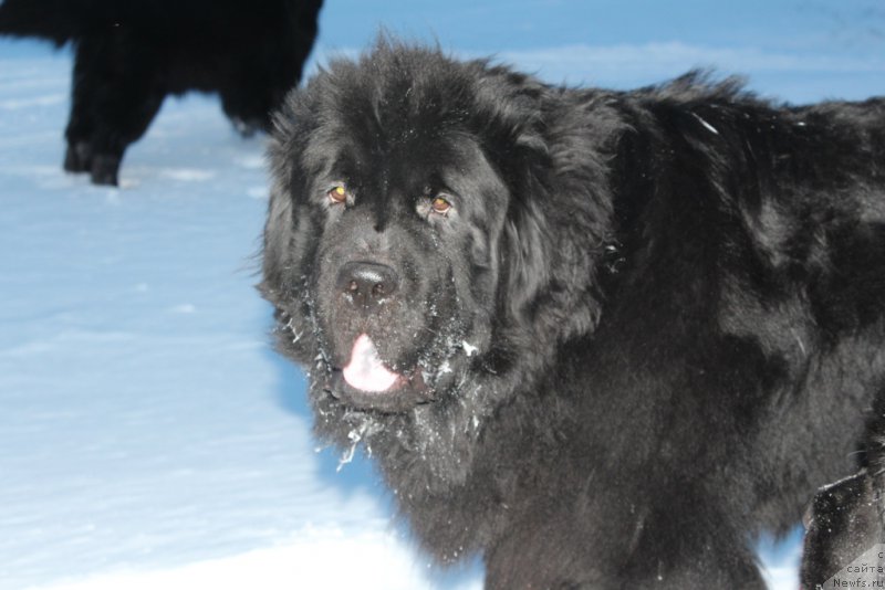 Фотография № 219430