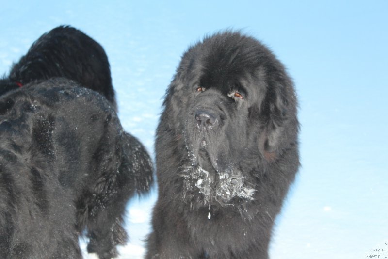 Фотография № 219431