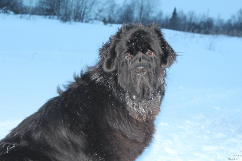 Фотография № 219432