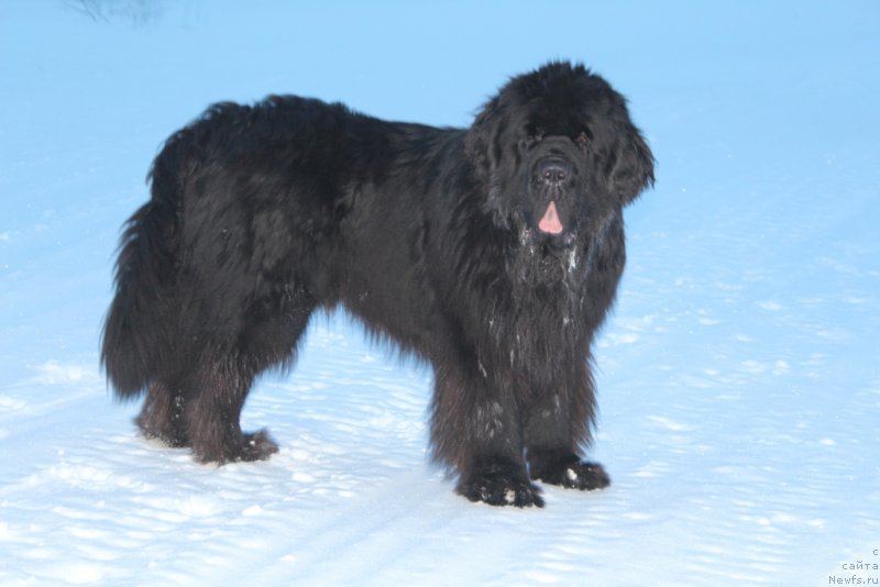 Фотография № 219434