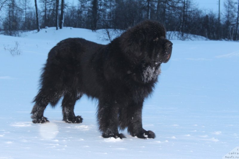 Фотография № 219439