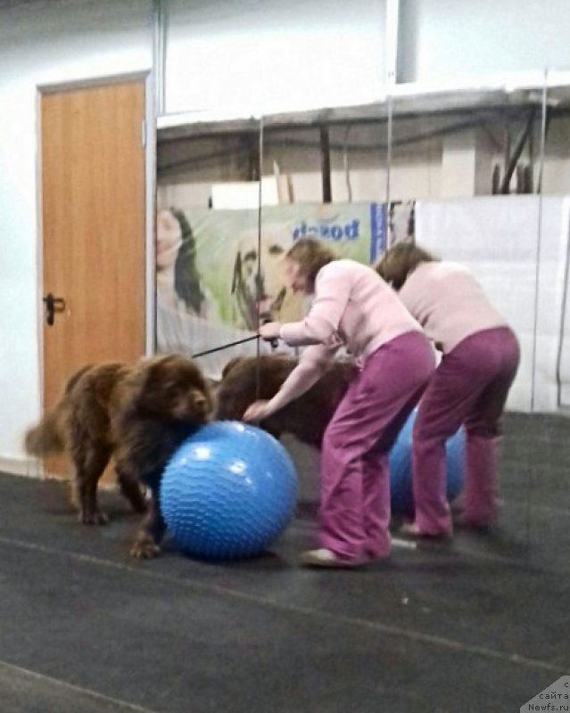 Фото: ньюфаундленд Браунблад МСК Хаким Голд Хайдар (Brownblood MSK Hakim Gold Haydar)