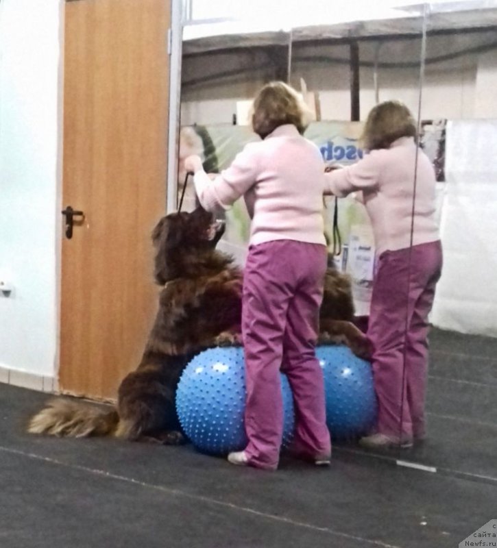 Фото: ньюфаундленд Браунблад МСК Хаким Голд Хайдар (Brownblood MSK Hakim Gold Haydar)