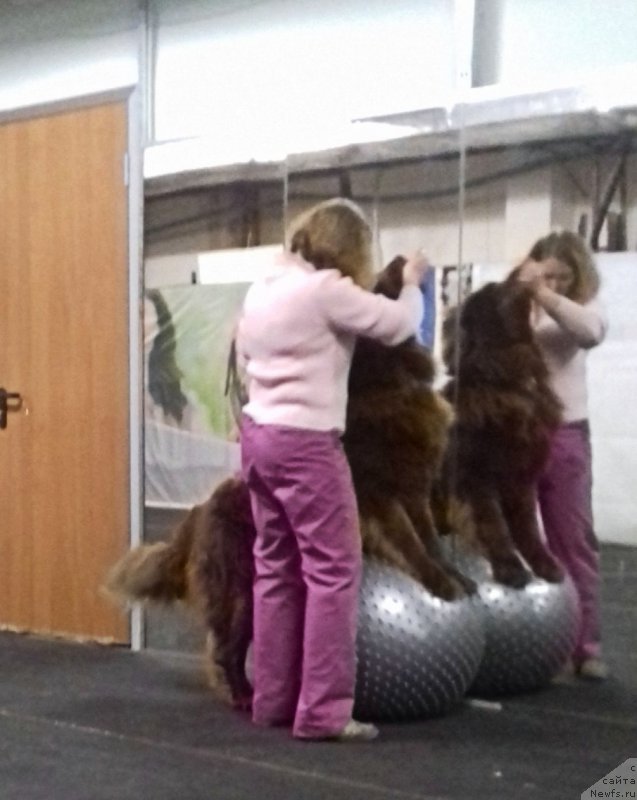 Фото: ньюфаундленд Браунблад МСК Хаким Голд Хайдар (Brownblood MSK Hakim Gold Haydar)