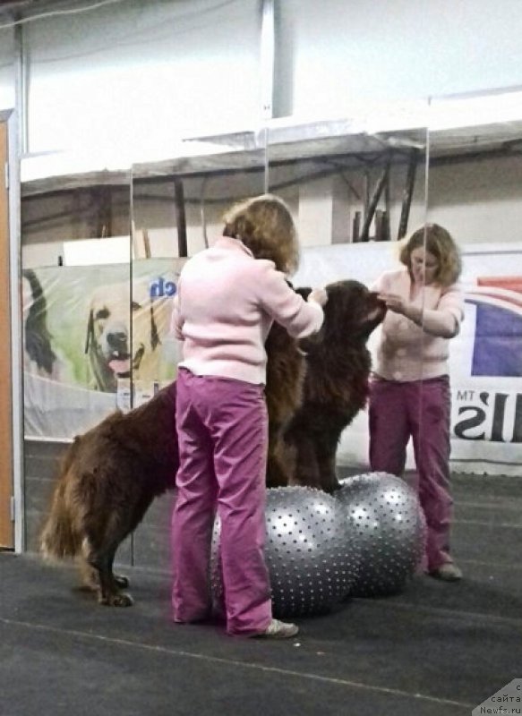 Фото: ньюфаундленд Браунблад МСК Хаким Голд Хайдар (Brownblood MSK Hakim Gold Haydar)