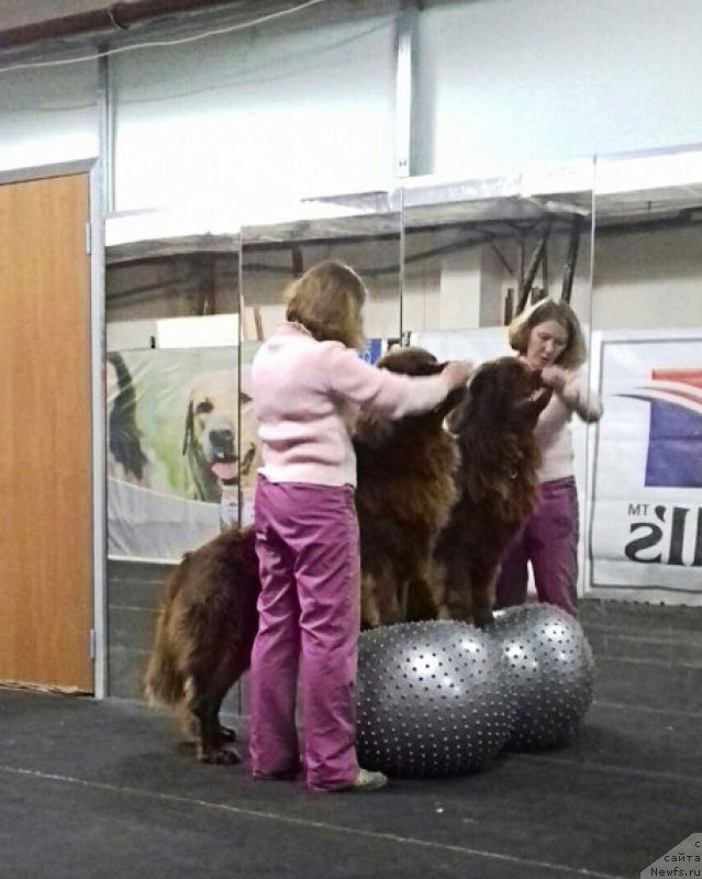 Фото: ньюфаундленд Браунблад МСК Хаким Голд Хайдар (Brownblood MSK Hakim Gold Haydar)