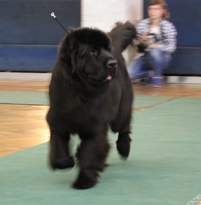 Фотография № 219447