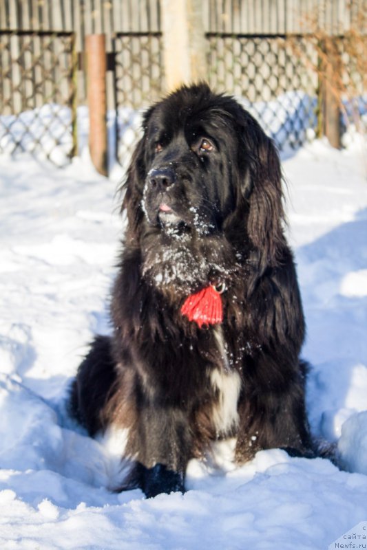 Фотография № 219451