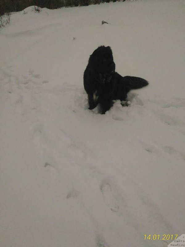 Фотография № 219457