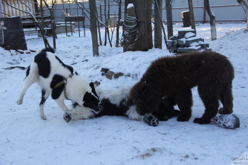 Фото: ньюфаундленд Питерньюф Дип Пёрпл, ньюфаундленд Браунблад МСК Абрамс-Стронг (Brownblood MSK Abrams-Strong)